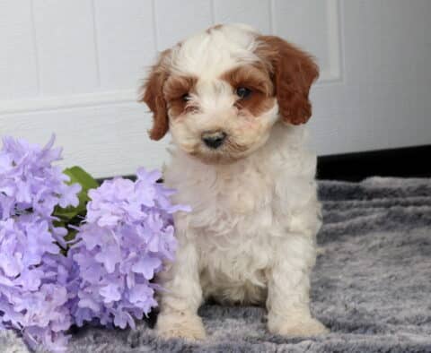 Cream and apricot Cavapoo puppy with soft curly fur sitting on a plush gray blanket beside light purple flowers, looking slightly downward in front of a white paneled background.