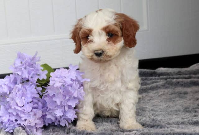 Cream and apricot Cavapoo puppy with soft curly fur sitting on a plush gray blanket beside light purple flowers, looking slightly downward in front of a white paneled background. image