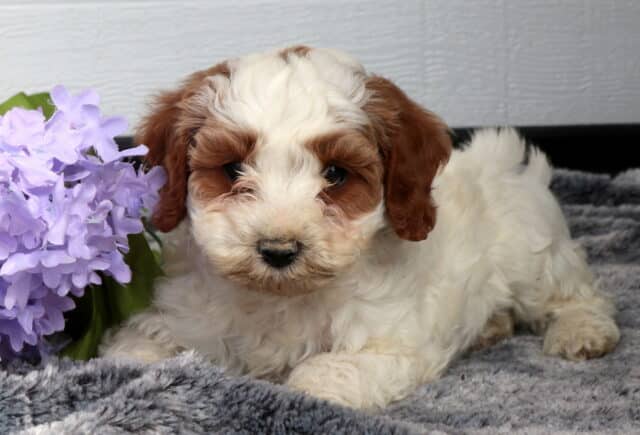 Sweet cream and apricot Cavapoo puppy with a fluffy curly coat lying on a soft gray blanket beside a cluster of light purple flowers, looking forward against a white paneled backdrop. image