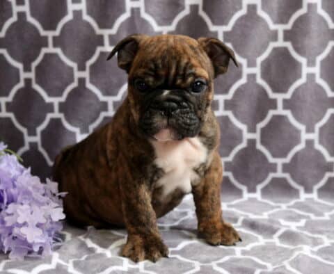 Brindle English Bulldog puppy with a white chest patch sitting on a gray geometric blanket beside purple flowers, looking forward with a wrinkled face and sturdy build.