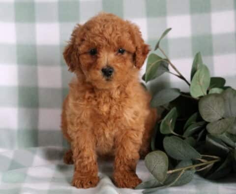 Buffy Mini Goldendoodle