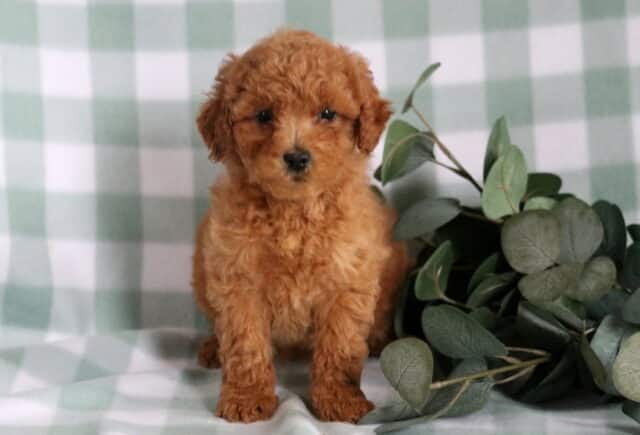 Buffy Mini Goldendoodle image