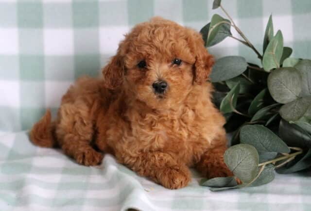 Buffy Mini Goldendoodle2 image