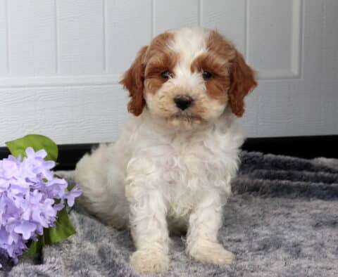 Adorable cream and apricot Cavapoo puppy with a fluffy curly coat sitting on a soft gray blanket next to light purple flowers, posed in front of a white paneled background.