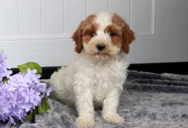 Adorable cream and apricot Cavapoo puppy with a fluffy curly coat sitting on a soft gray blanket next to light purple flowers, posed in front of a white paneled background. image