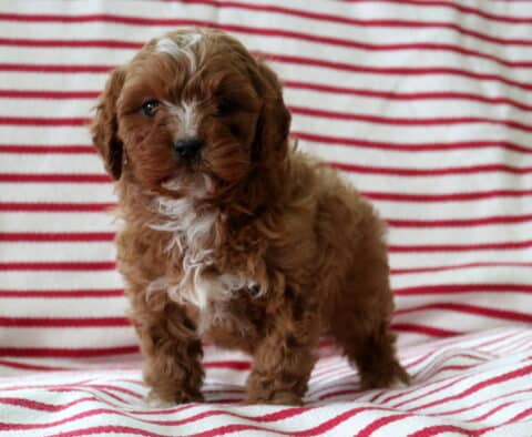 Buster Cavapoo