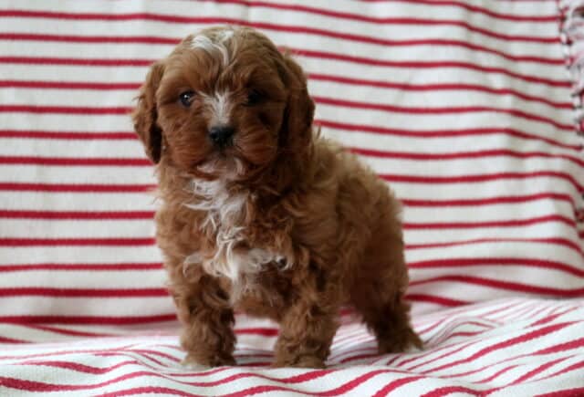 Red and white Cavapoo puppy standing on striped red and white blanket, fluffy wavy coat with white chest marking – adorable Cavalier King Charles Spaniel Poodle mix puppy for sale. image