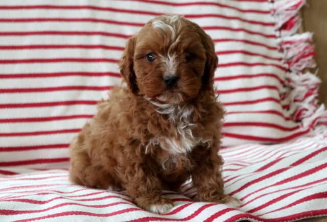 Apricot Cavapoo puppy sitting on red and white striped blanket, fluffy curly coat with white blaze and chest marking – sweet Cavoodle companion puppy for sale. image