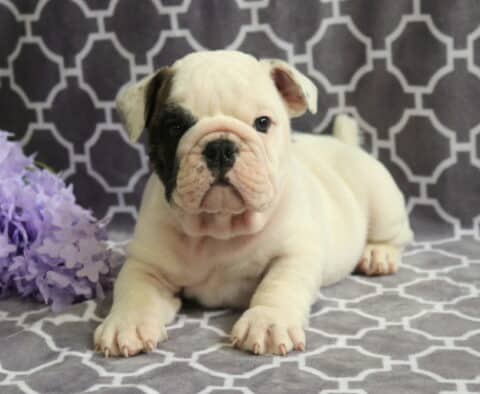 Butterball Bulldog2