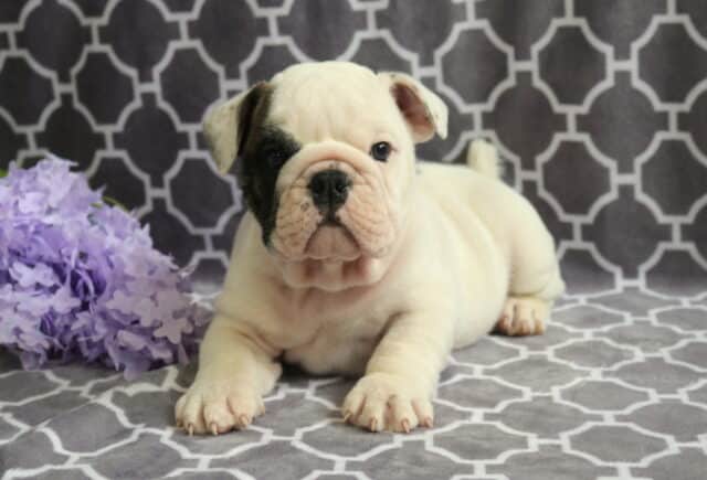 Butterball Bulldog2 image