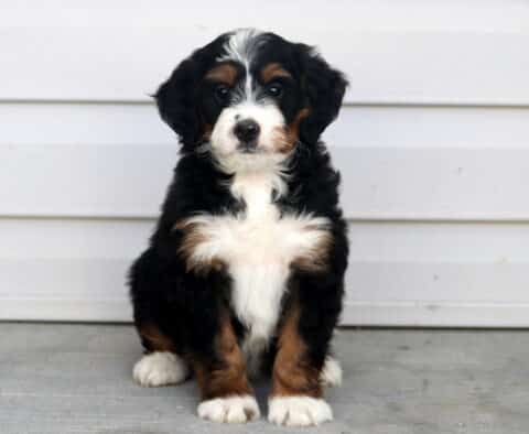 Calvin Mini Bernedoodle