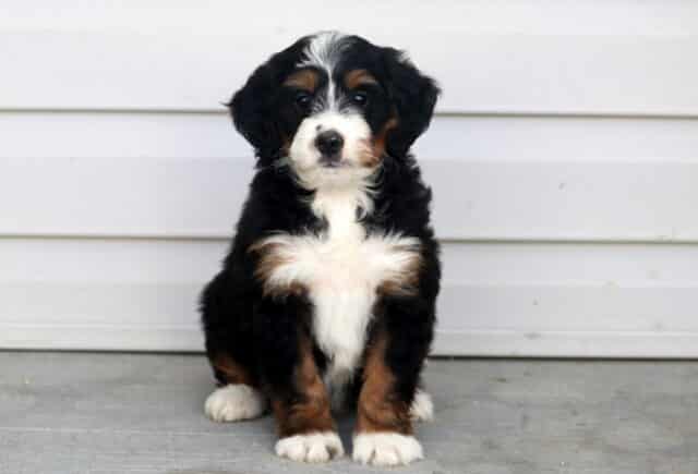 Mini Bernedoodle puppy sitting sweetly against a light siding backdrop with a soft, fluffy tri-color coat of black, bright white chest and blaze, and warm brown accents on the legs and cheeks — showcasing the lovable teddy bear look and gentle, family-friendly personality Mini Bernedoodles are adored for. image