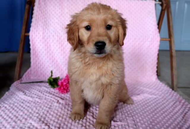 Cami Golden Retriever image