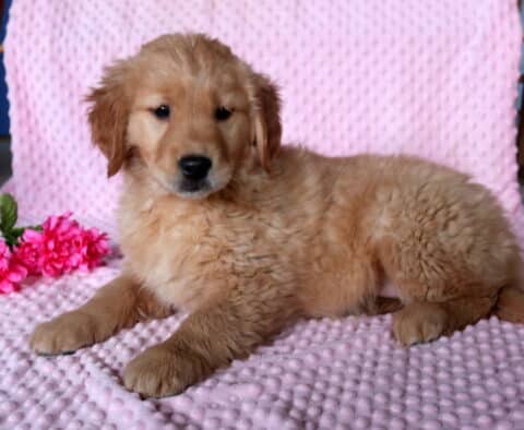 Cami Golden Retriever2