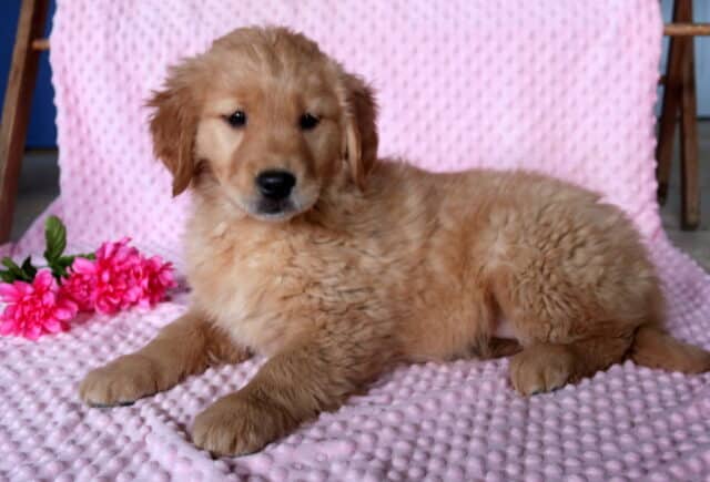 Cami Golden Retriever2 image