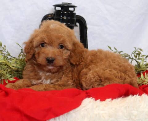 Candy Mini Goldendoodle