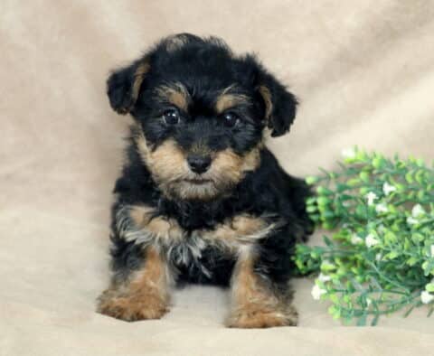 Black and tan Yorkiepoo puppy sitting on a soft beige backdrop, fluffy coat with tan markings on the eyebrows, muzzle, and paws, posed beside a small green leafy arrangement, looking sweetly at the camera.