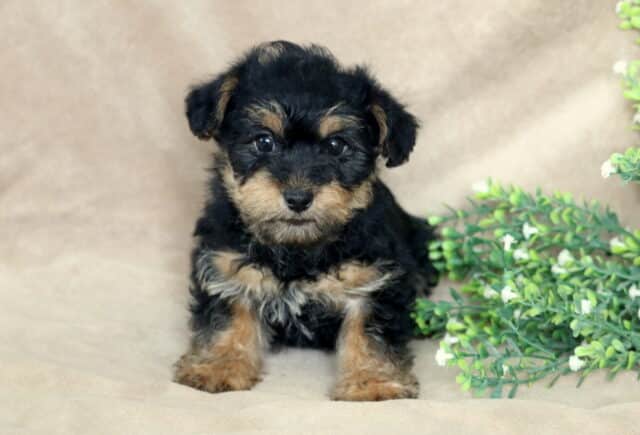 Black and tan Yorkiepoo puppy sitting on a soft beige backdrop, fluffy coat with tan markings on the eyebrows, muzzle, and paws, posed beside a small green leafy arrangement, looking sweetly at the camera. image