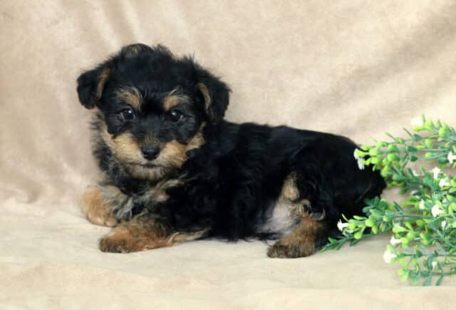 Black and tan Yorkiepoo puppy lying on a soft beige blanket, fluffy wavy coat with tan paws and eyebrows, posed next to a small green leafy plant with white blossoms, looking gently toward the camera. image