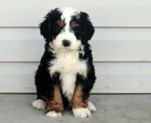 Captain Mini Bernedoodle