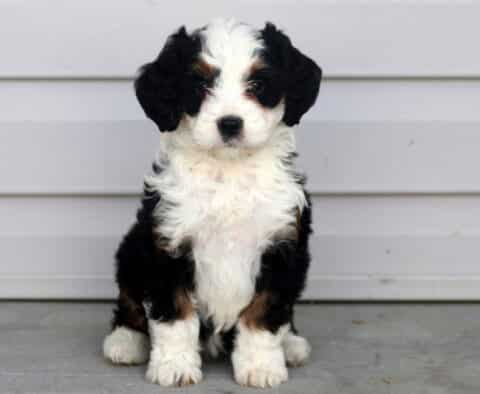 Carey Mini Bernedoodle