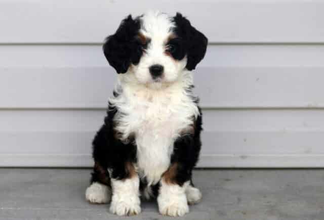 Mini Bernedoodle puppy sitting sweetly on a concrete surface in front of light gray siding, featuring a fluffy tri-color coat with a bold white blaze, soft white chest, rich black body, and warm rust accents on the eyebrows and legs — an affectionate, curly-coated companion perfect for families and allergy-friendly homes. image