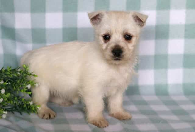 Carrie Westie2 image