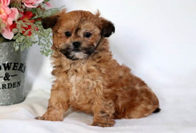 Carter Shihpoo image