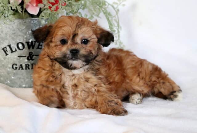 Carter Shihpoo2 image