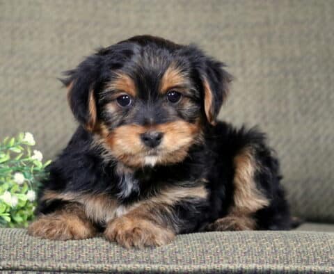 Carter Yorkie