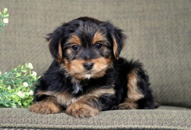 Carter Yorkie image