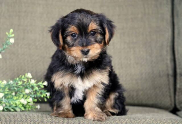 Carter Yorkie2 image