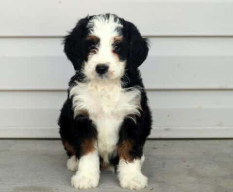 Cash Mini Bernedoodle
