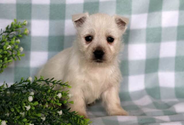 Cassie Westie2 image