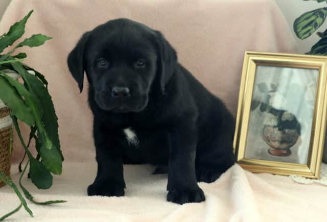Black Labrador Retriever puppy sitting on a soft cream blanket with a small white chest patch, floppy ears, and soulful dark eyes, posed indoors beside a leafy green plant and gold framed artwork — adorable, family-raised Lab puppy with a calm and gentle expression. image