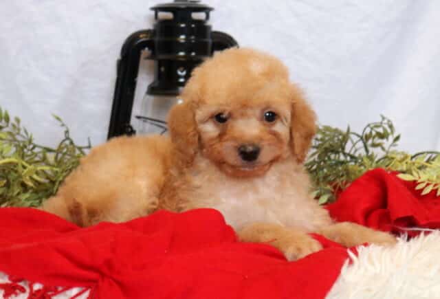 Champ Mini Goldendoodle image