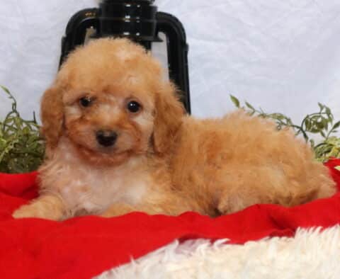 Champ Mini Goldendoodle2