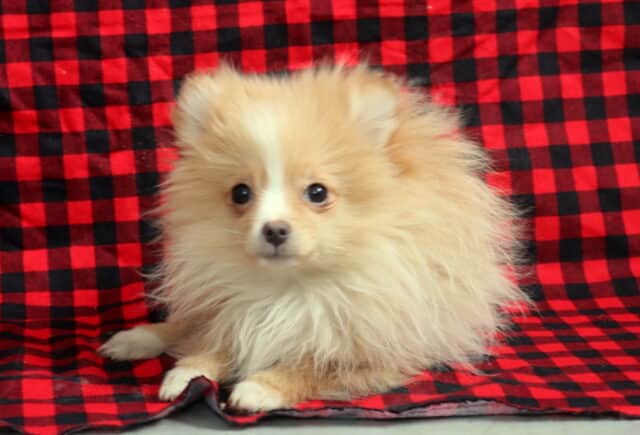Fluffy Pomeranian puppy sitting on a soft pastel blanket backdrop, featuring a thick double coat, tiny fox-like face, dark round eyes, and small pointed ears, looking alert and adorable with a sweet, playful expression. image