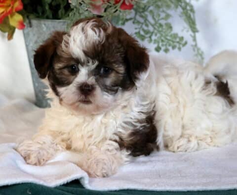 Charm Shihpoo