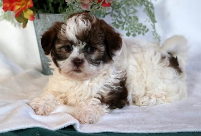 Charm Shihpoo image