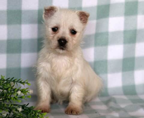 Charm Westie