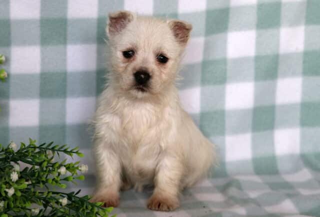 Charm Westie image