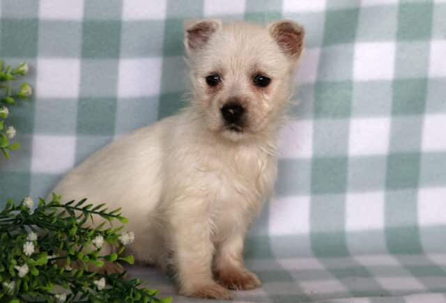 Charm Westie2 image