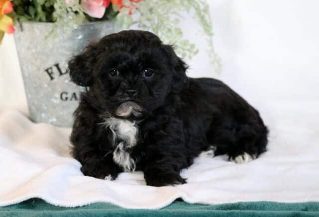 Chase Shihpoo2 image