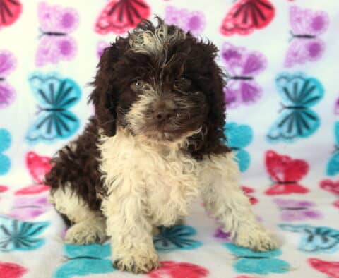 Chocolate and white Poodle mix puppy sitting on colorful butterfly backdrop, featuring a curly hypoallergenic coat, soft brown eyes, and fluffy cream legs — family-raised and well socialized.