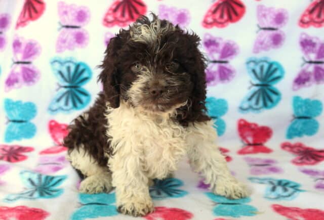 Chocolate and white Poodle mix puppy sitting on colorful butterfly backdrop, featuring a curly hypoallergenic coat, soft brown eyes, and fluffy cream legs — family-raised and well socialized. image