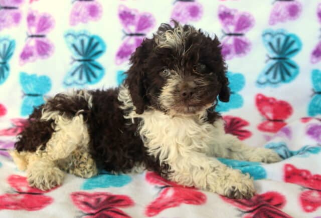 Chocolate and white Poodle mix puppy lying on colorful butterfly blanket, featuring a curly hypoallergenic coat, fluffy cream legs, and expressive brown eyes — well socialized and family raised. image