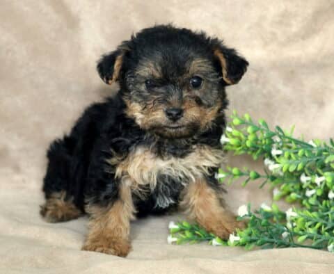 Fluffy black and tan Yorkiepoo puppy sitting on a soft beige blanket, curly-wavy coat with tan legs and a lighter chest, posed beside a green leafy branch with tiny white flowers, gazing sweetly toward the camera.
