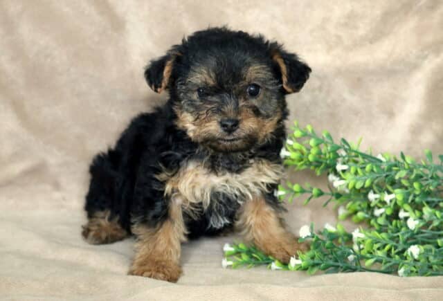 Fluffy black and tan Yorkiepoo puppy sitting on a soft beige blanket, curly-wavy coat with tan legs and a lighter chest, posed beside a green leafy branch with tiny white flowers, gazing sweetly toward the camera. image