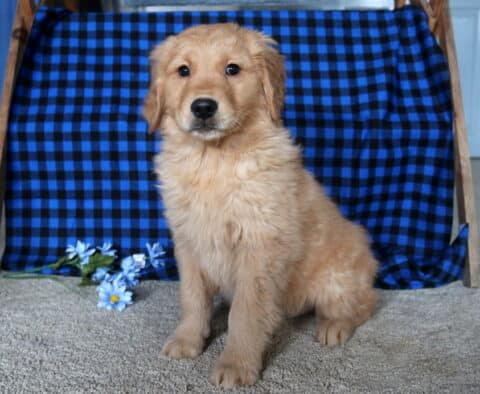 Chucky Golden Retriever